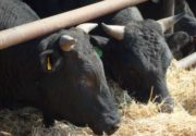 Нормированное кормление быков производителей