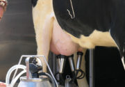Доильный аппарат для коров: турецкий