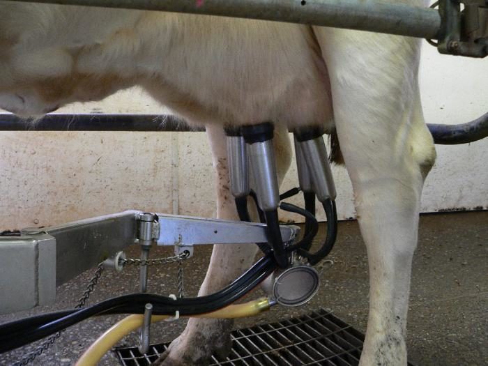 Доильный аппарат для коров «Молочная ферма» 1П