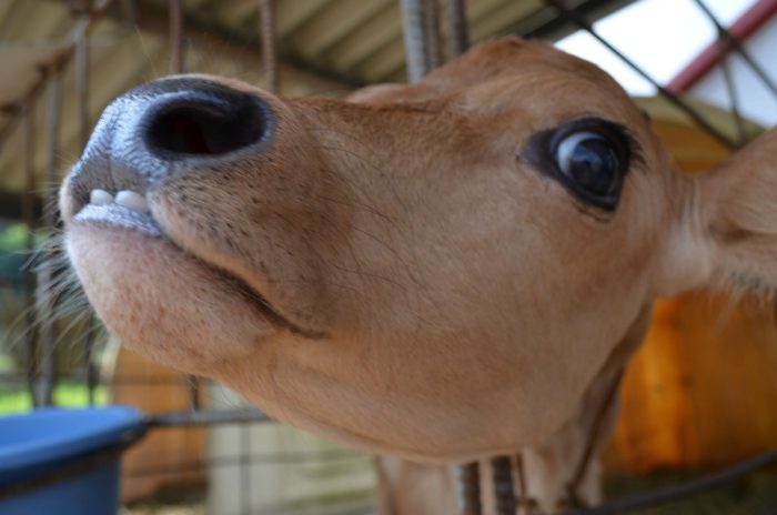 Бельмо на глазу у коровы: лечение