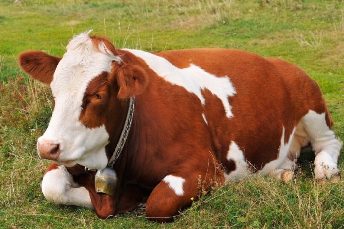 Вывих тазобедренного сустава у коровы