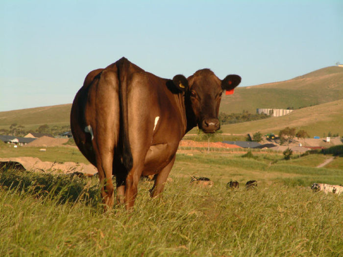 Лечение выпадения прямой кишки у коровы