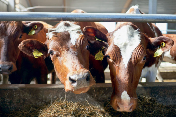 Учёт и оценка молочной продуктивности коров