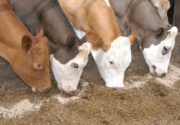 Защищённый жир в кормлении коров