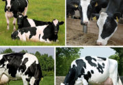 История голштинской порода коров