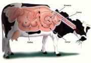 У коровы не работает желудок