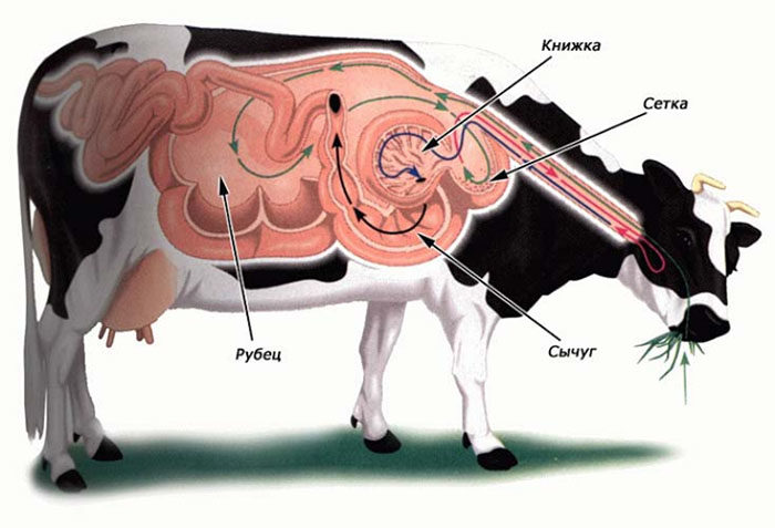 У коровы не работает желудок 