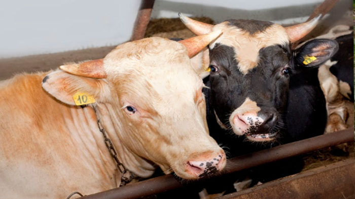 Выгодно ли разводить бычков на мясо?
