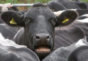Чем обрабатывать корову от клещей?