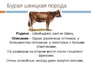 Характеристика швицкой породы коров