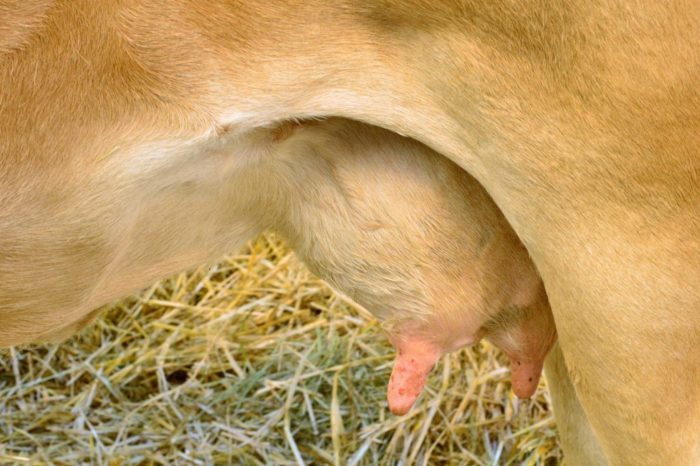Ушиб вымени у коровы: симптомы и как лечить повреждение