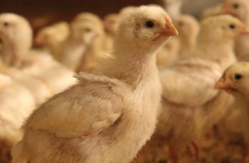 Симптомы и лечение болезней цыплят бройлеров