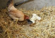 Выращивание цыплят несушек в домашних условиях