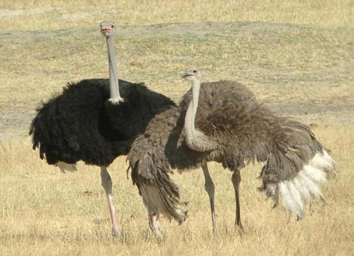 Как отличить страуса самца от самки?