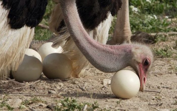 Сколько страус высиживает яйца?