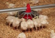 Комбикорм для цыплят бройлеров