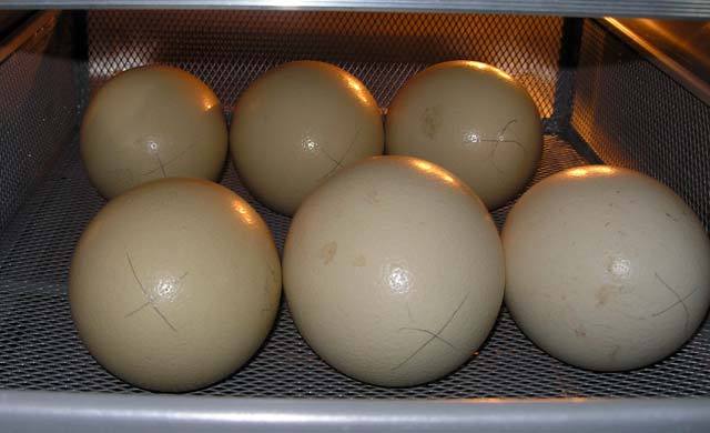 Где Купить Яйца Страуса Для Инкубации Цена