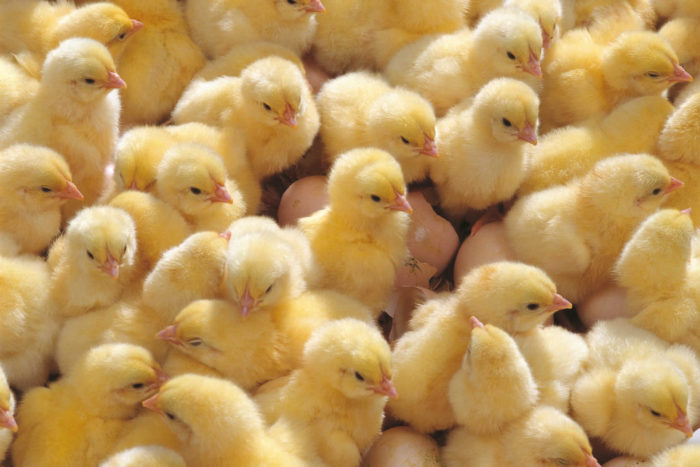 Сколько курица высиживает яйца до цыпленка?