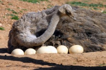 Сколько яиц несет страус?