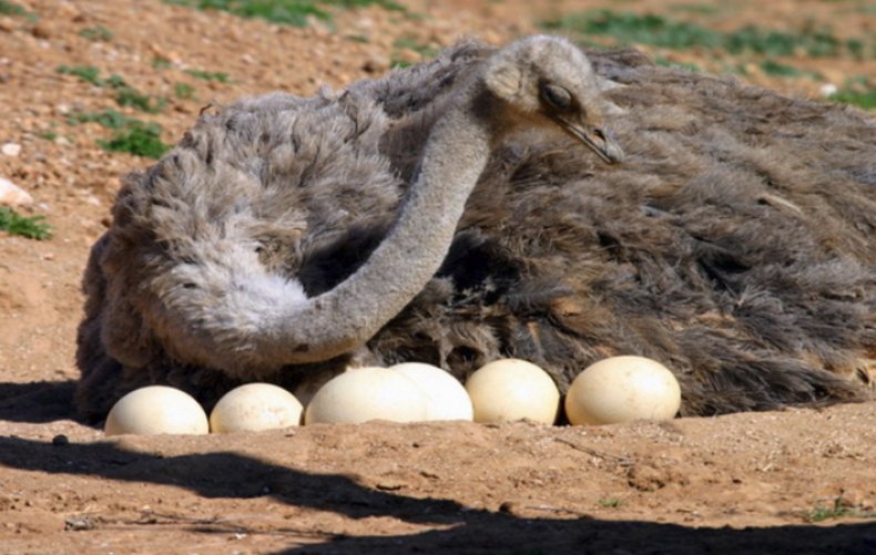 Сколько яиц несет страус?