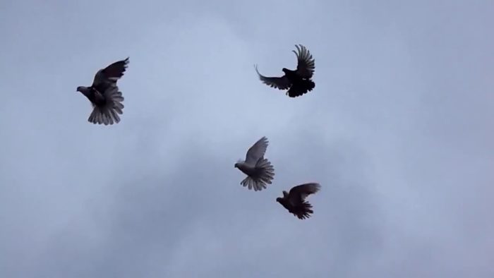 Серпастые голуби