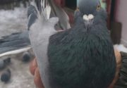 Торцовые голуби