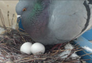 Яйца голубей