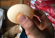 Почему индюшки несут яйца без скорлупы?