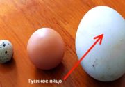 Гусиные яйца
