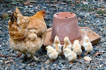 Энростин - инструкция по применению для цыплят