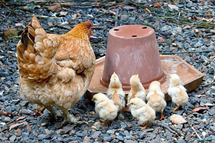 Энростин - инструкция по применению для цыплят