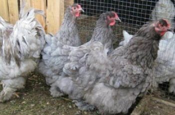 Куры кохинхины