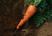 Что делать, если морковь едят белые червяки?