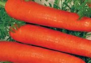 Морковь красная без сердцевины