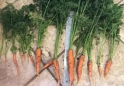 Почему морковь мягкая в земле?