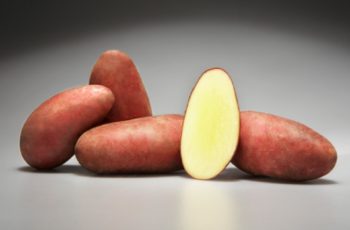 Описание картофеля Родриго