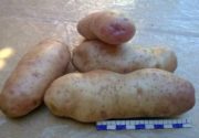 Характеристика картошки 40-дневка
