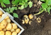 Урожайность картофеля