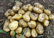 Сорта жёлтого картофеля