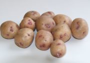 Отзывы о сорте картофеля Аврора