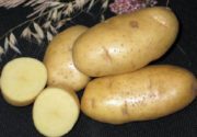 Картофель Чародей