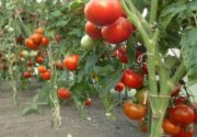 Голландские сорта томатов