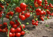 Сорта низкорослых томатов для теплиц