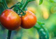 Почему гниют помидоры и у плодоножки падают?