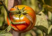 Почему помидоры трескаются?