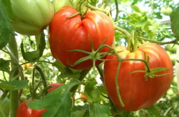 Сорта томатов для теплицы устойчивые к фитофторе