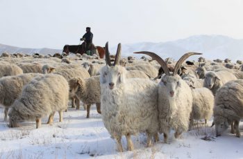 Животноводство в Казахстане