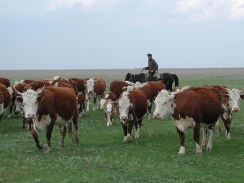 Животноводство в Казахстане