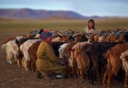 Почему животноводство стало главной отраслью хозяйства в Монголии?