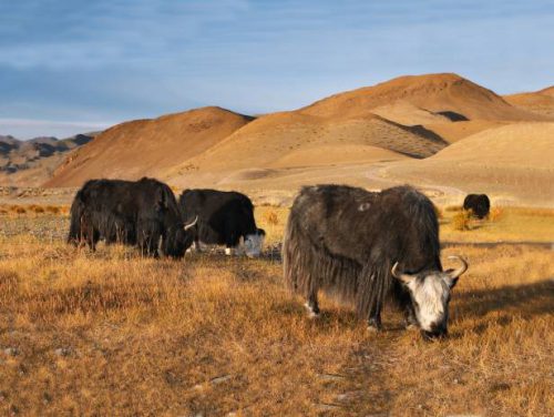 Почему животноводство стало главной отраслью хозяйства в Монголии?
